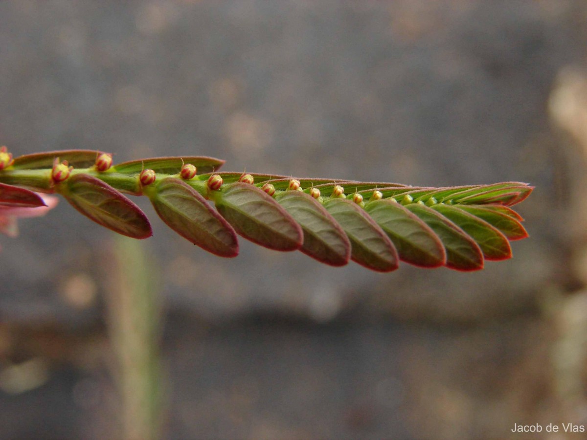 Phyllanthus urinaria L.